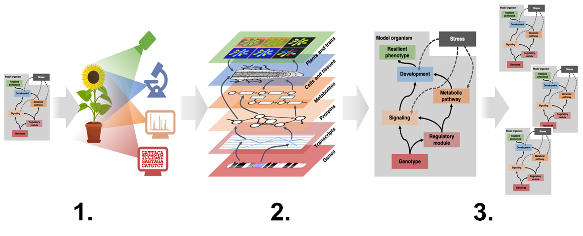 From data to knowledge
Smart data from hypothesis-driven experiments are analysed using bioinformatics and artificial intelligence, then integrated into mechanistic models — mathematical representations of how biological processes work — that reveal new insights and key regulators of plant resilience in a “systems biology 2.0” approach. These insights are subsequently applied to other crop species.