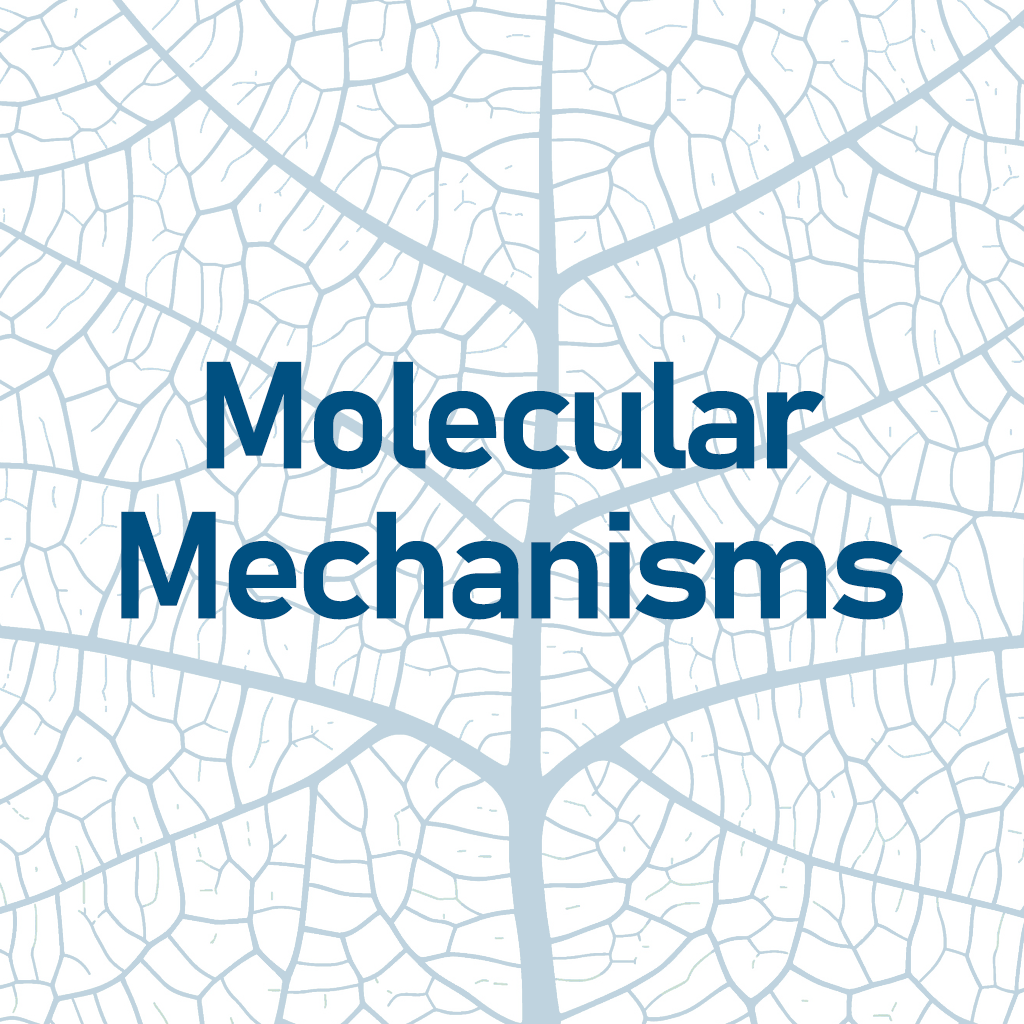 Molecular Mechanisms