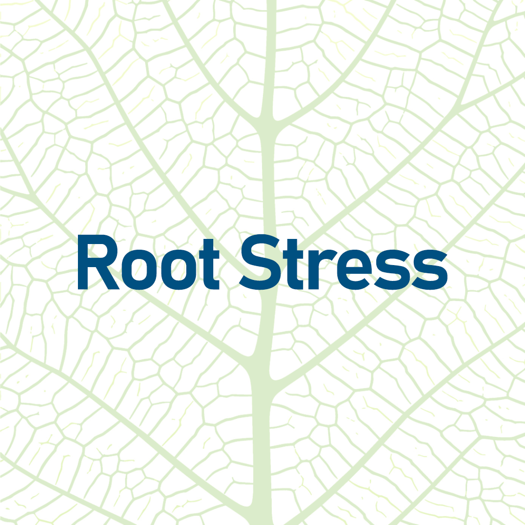 Root Stress