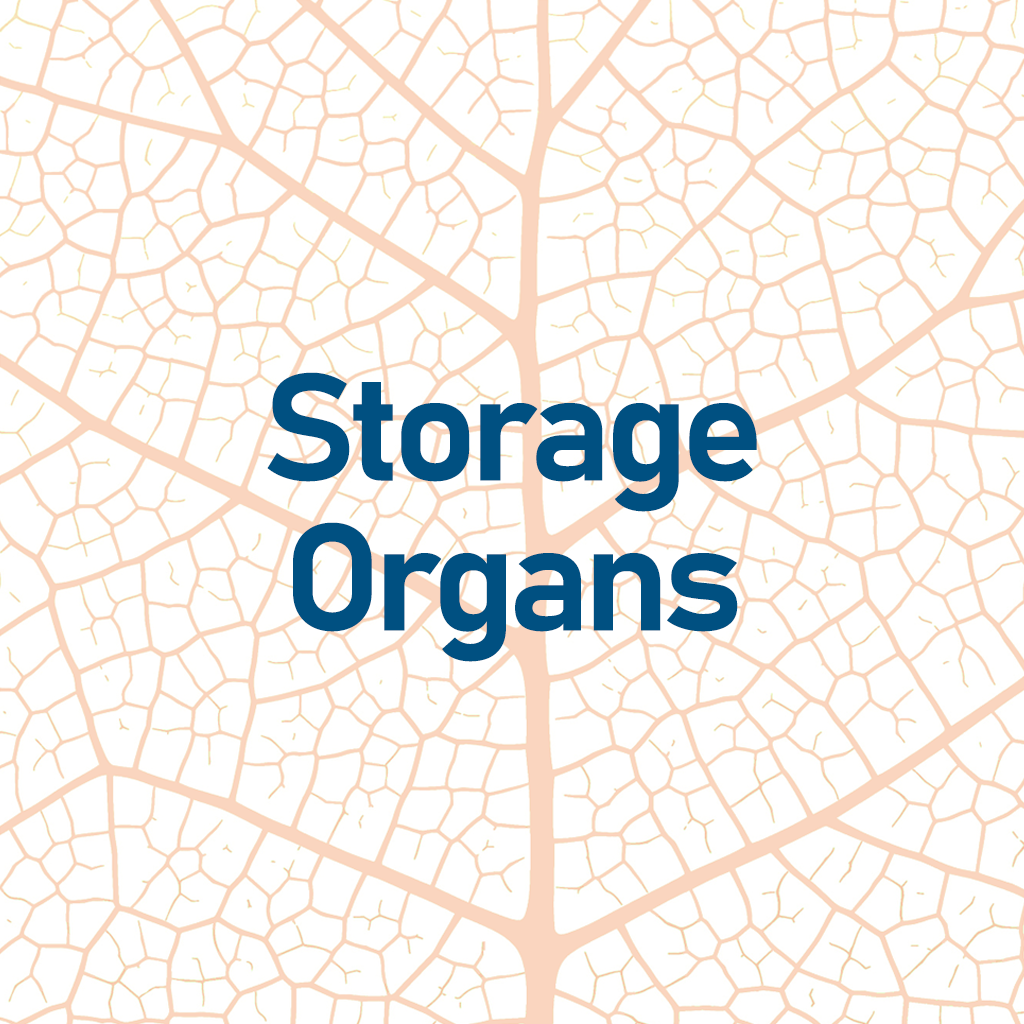 Storage Organs